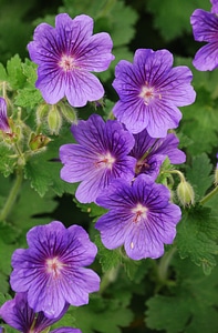 Lila perennial geranium wild