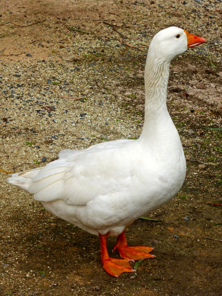 Farming avian bird
