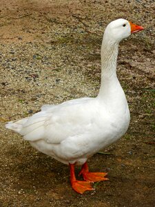 Farming avian bird