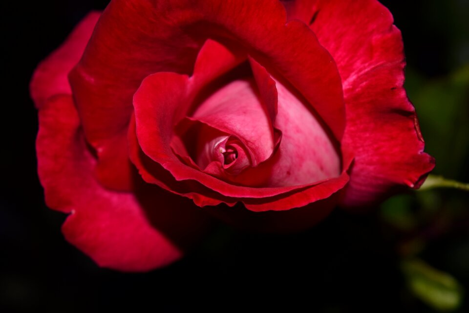 Bloom close up petals