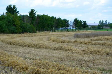 Cornfield field harvesting photo