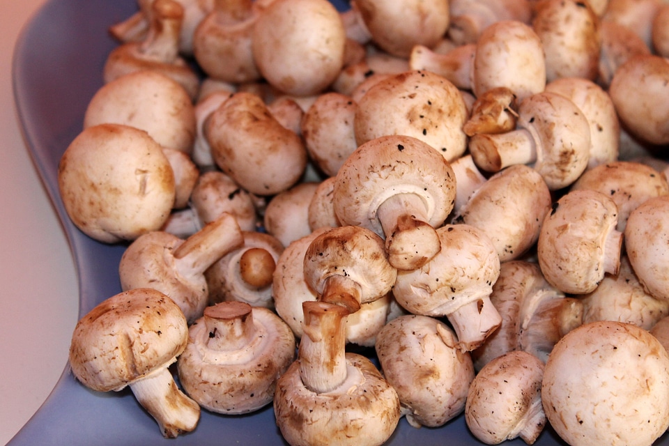 Mushrooms white mushroom Free photos