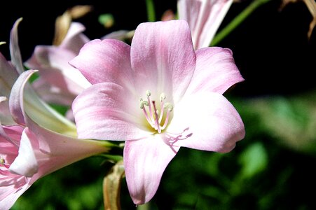 Summer macro rosa