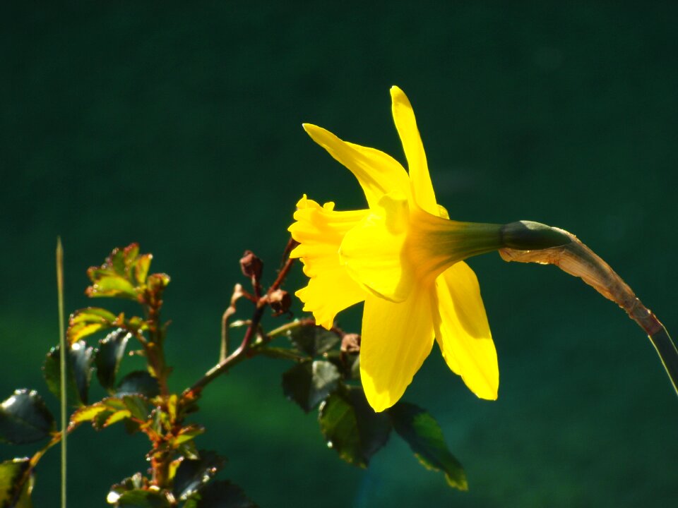 Yellow flower narcissus plant