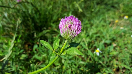 Clover three leaf clover lucky clover