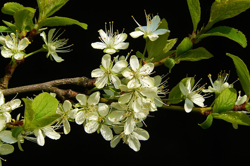 Spring blossom close up