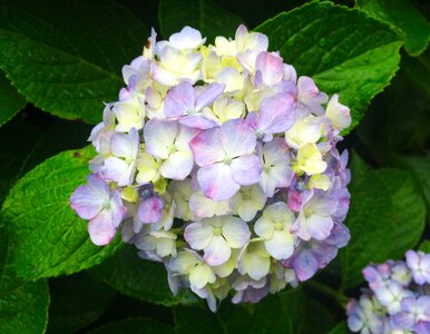 Drop of water hydrangea red purple