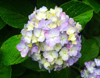 Drop of water hydrangea red purple photo