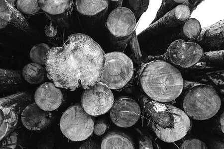 Cut forest timber photo