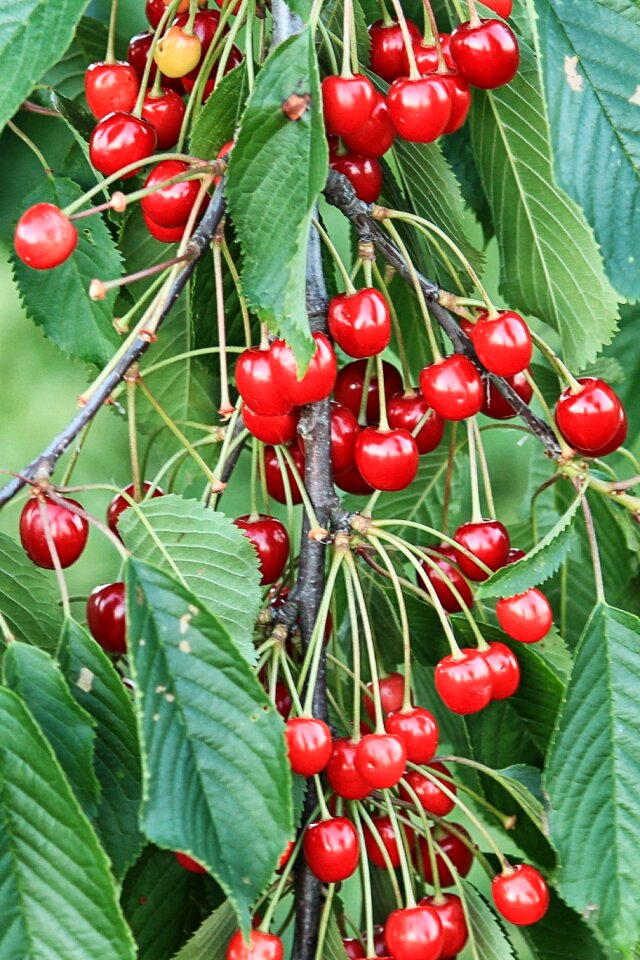 Orchard red cherry tree