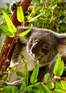 Eucalyptus australia cuddly photo