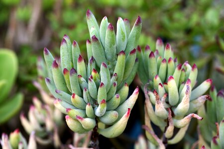 Succulent plant cactus houseleek