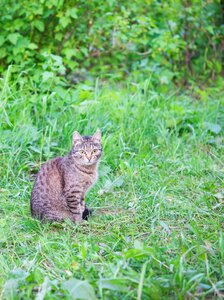 Animal outdoors breed photo