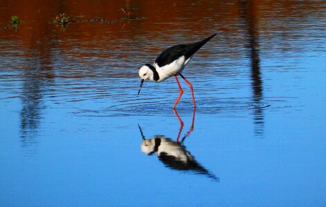 Nature wild birds wetlands