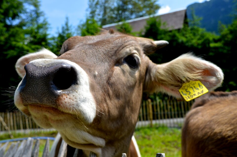 Snout allgäu meadow