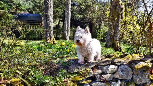 Animal posing garden