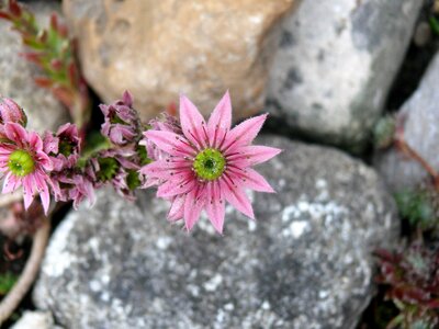 Succulent plant rock plant rockplant
