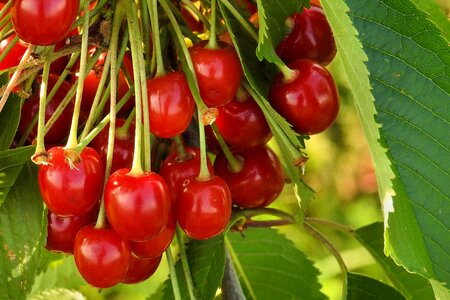Red sweet sweet cherries