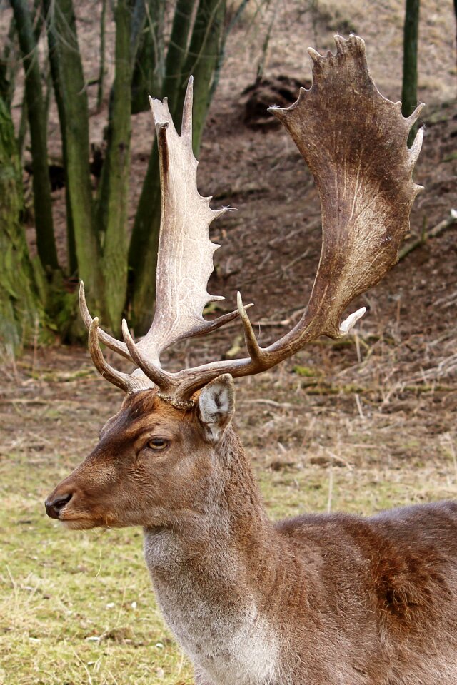 Wintertime meadow animal portrait