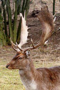 Wintertime meadow animal portrait
