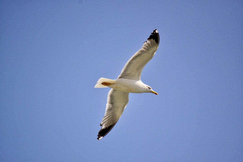 Fly flying nature