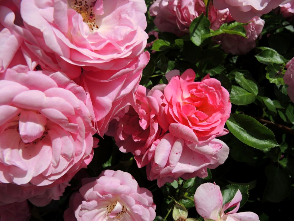 Rose flower pink roses summer