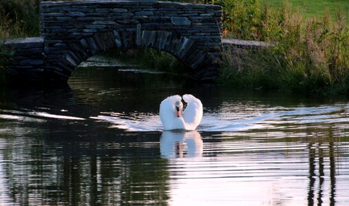 Water bird white elegant photo