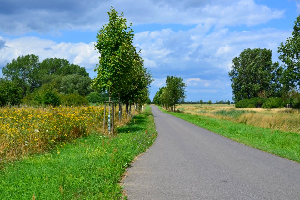 Cycle path trees reported