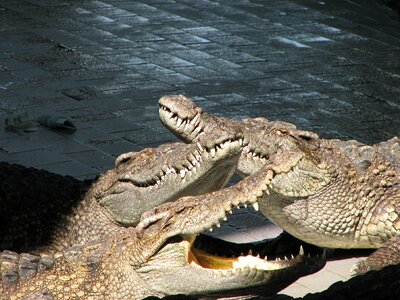 Crocodile teeth predator photo