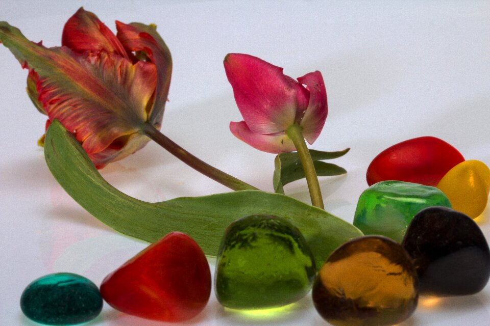 Decorative stones plant colorful