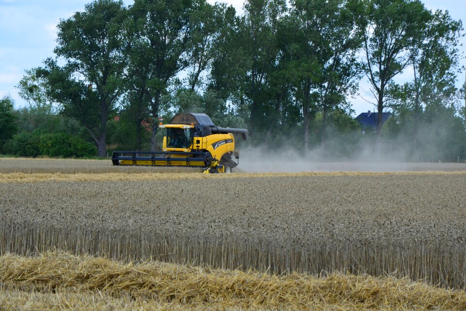 Cornfield field harvesting