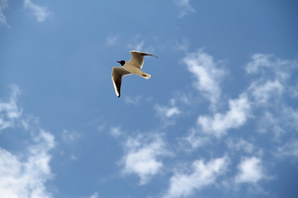 Seagull bird flight
