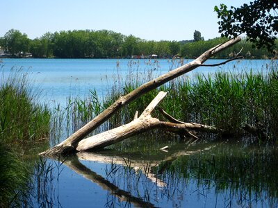 Nature reflection tree photo