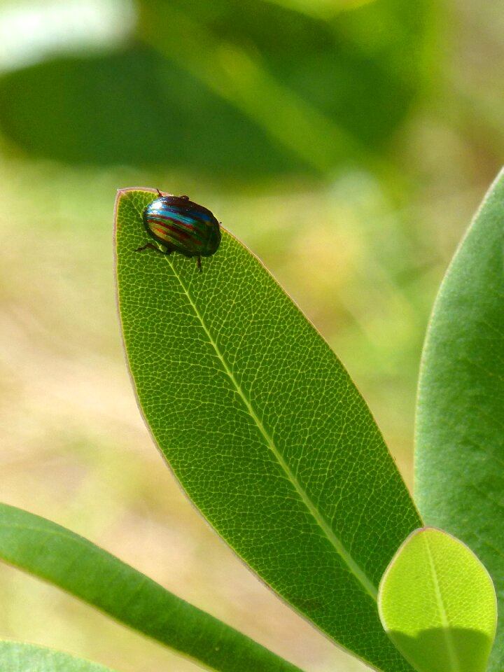 Leaves tiny coleoptera