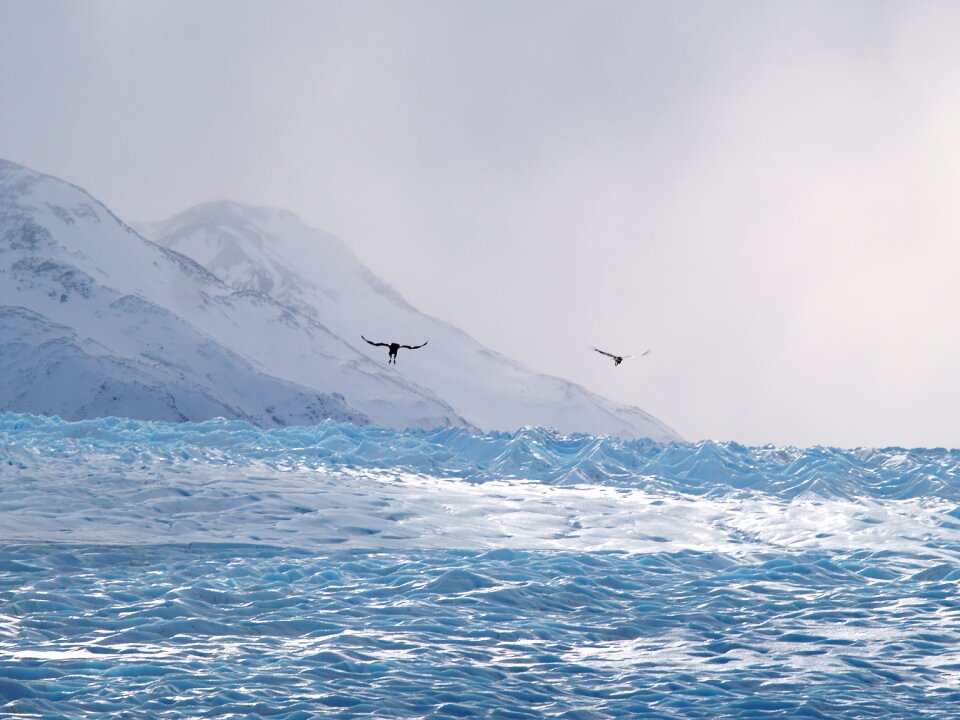 Patagonia flock travel