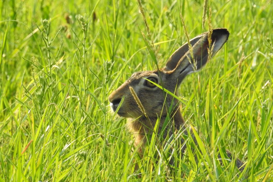 Grass green nature