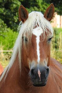 Animal brown mane photo