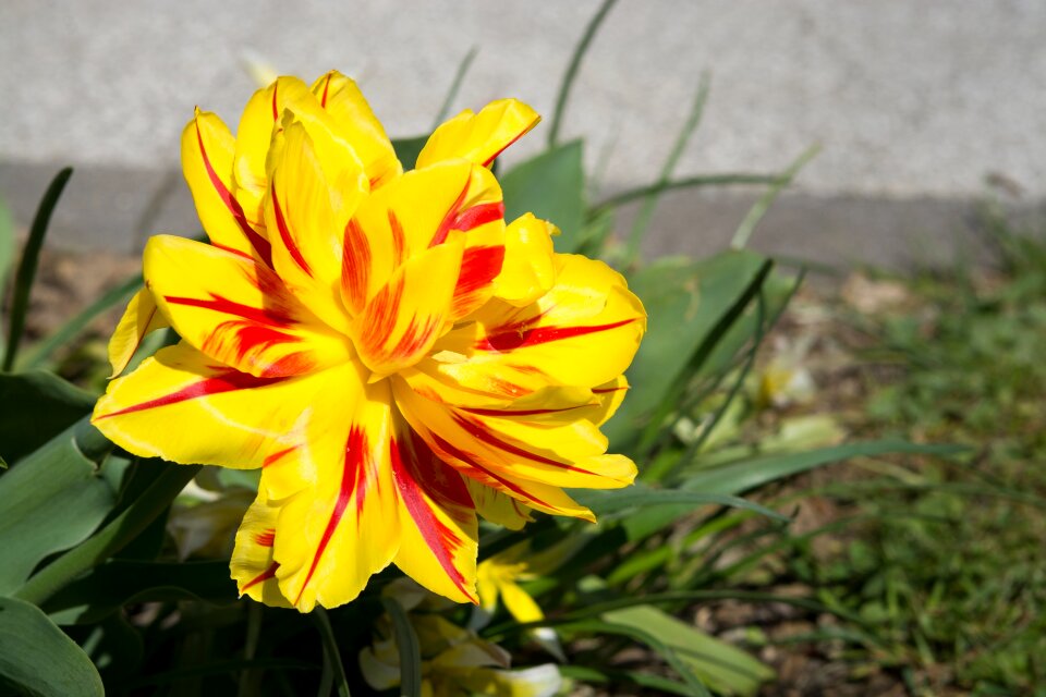 Yellow tumor blossom bloom photo