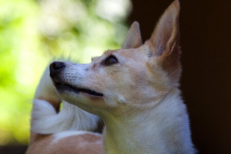 Chihuahua wind dog like white