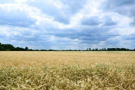 Cornfield clouds summer photo