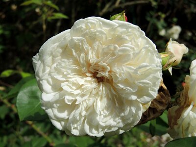 White rose flowers rose flower