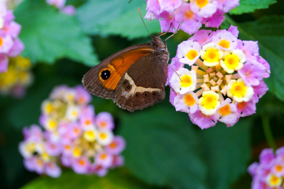 Garden insect wings
