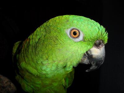 Bird green animal photo