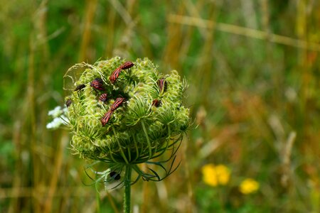 Carota bugs beetle