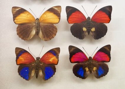 Butterfly museum lepidoptera butterflies łuskoskrzydłe