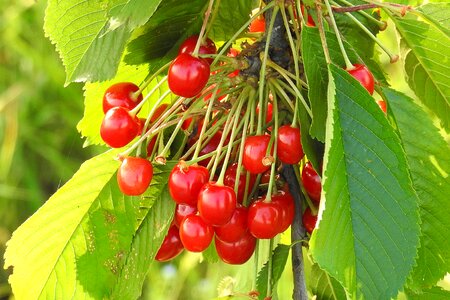 Red sweet sweet cherries