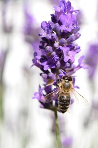 Purple summer fertilize photo