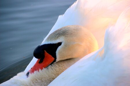 Head close up water bird