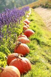 Lavender grass nature