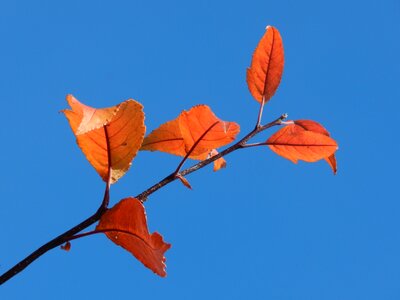Nature leaf